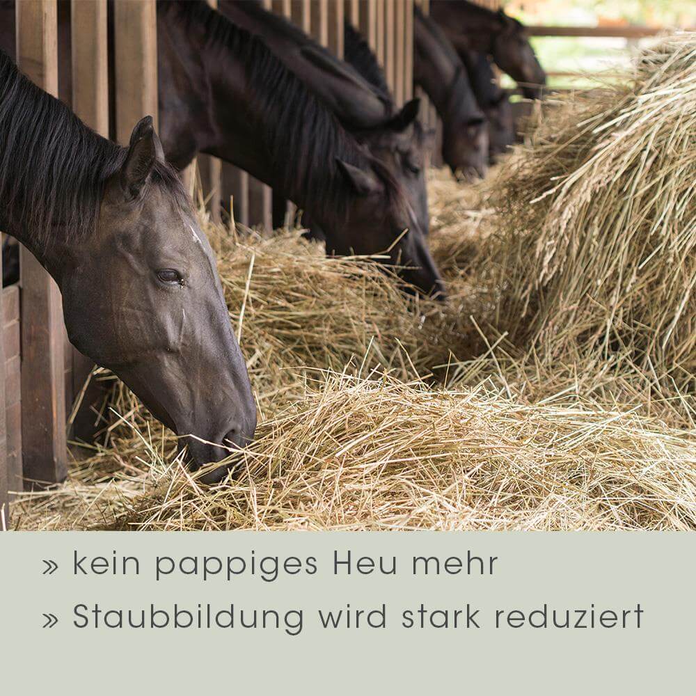Natur, Draußen, Auf dem Land, Colt Horse, Pferd