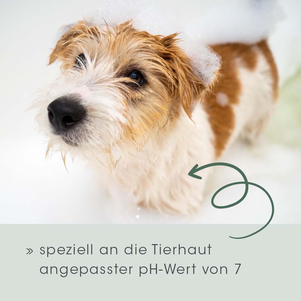 Tier, Hund, Säugetier, Haustier