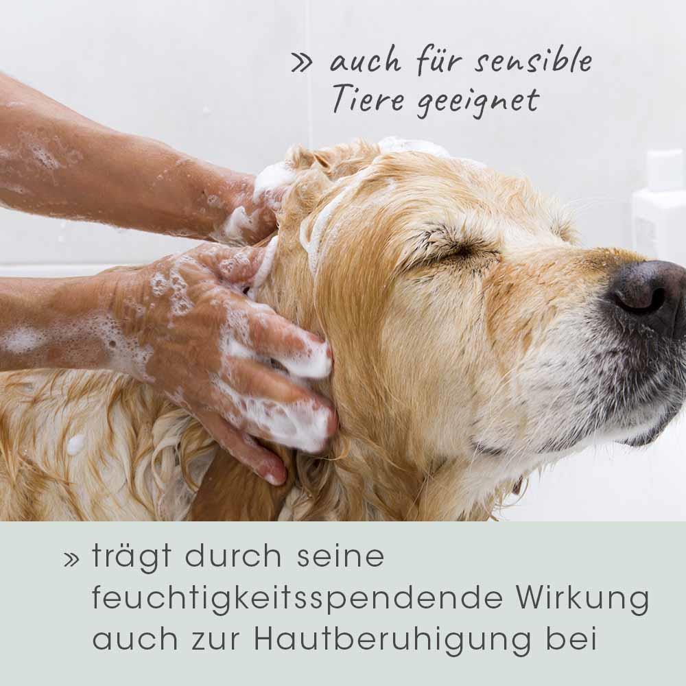 Person, Waschen, Hund, Säugetier, Haustier