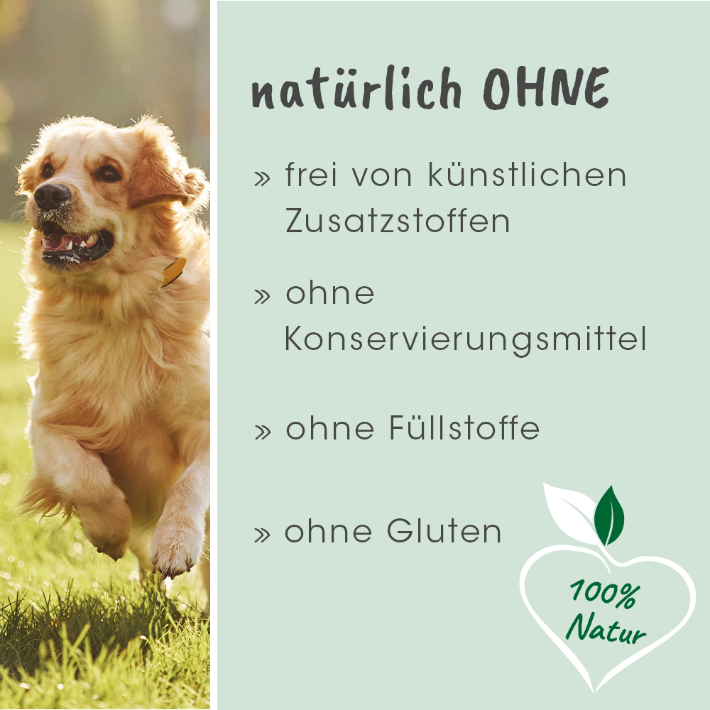 Tier, Hund, Säugetier, Haustier